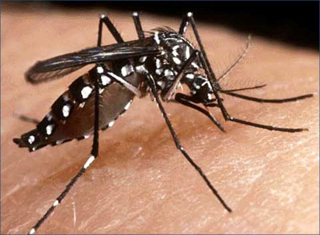 Imagem de compartilhamento para o artigo Duas pessoas morrem em Mato Grosso do Sul com suspeita de chikungunya da MS Todo dia